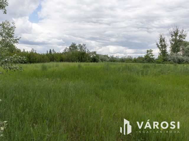 Domaszéki földterület, fákkal díszített