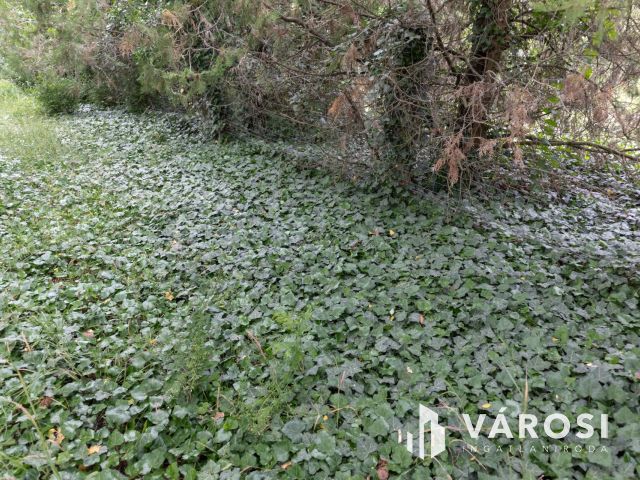 Domaszéki földterület, fákkal díszített