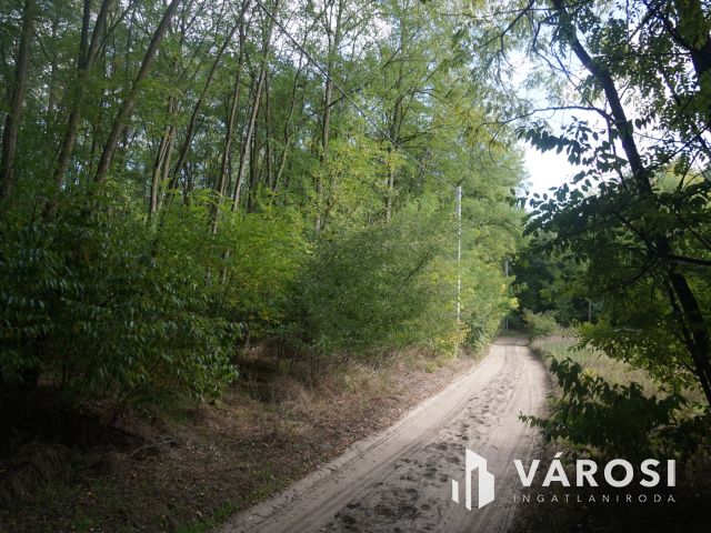 Budapesttől 16 km-re erdei környezetben tanya eladó